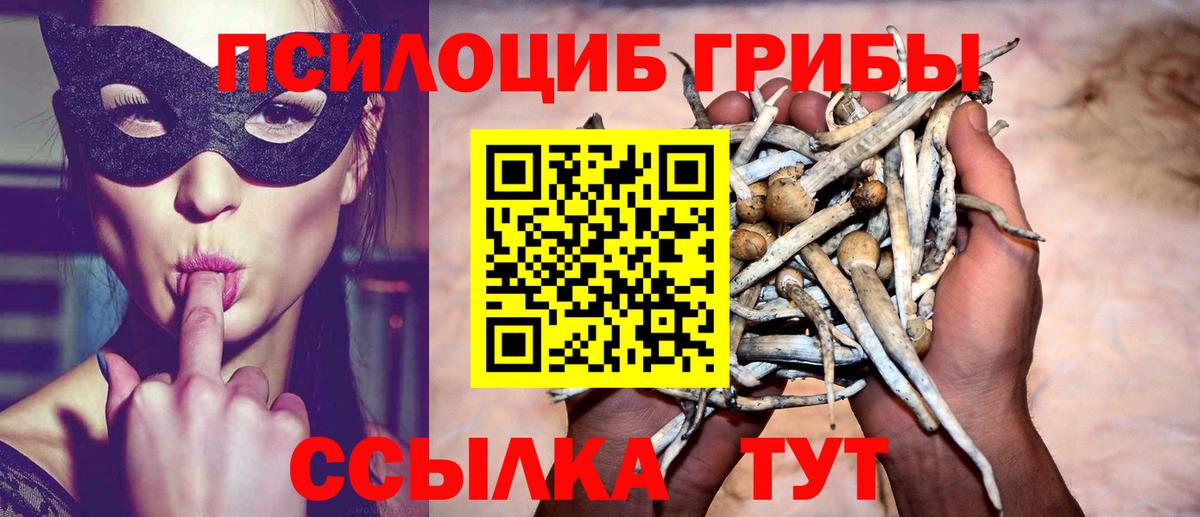 Псилоцибиновые грибы Psilocybine cubensis Пушкино
